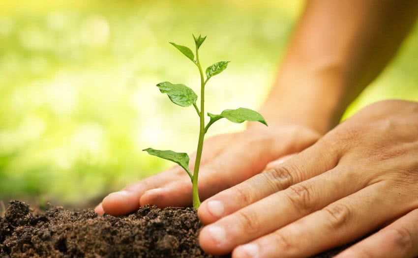 Plantation